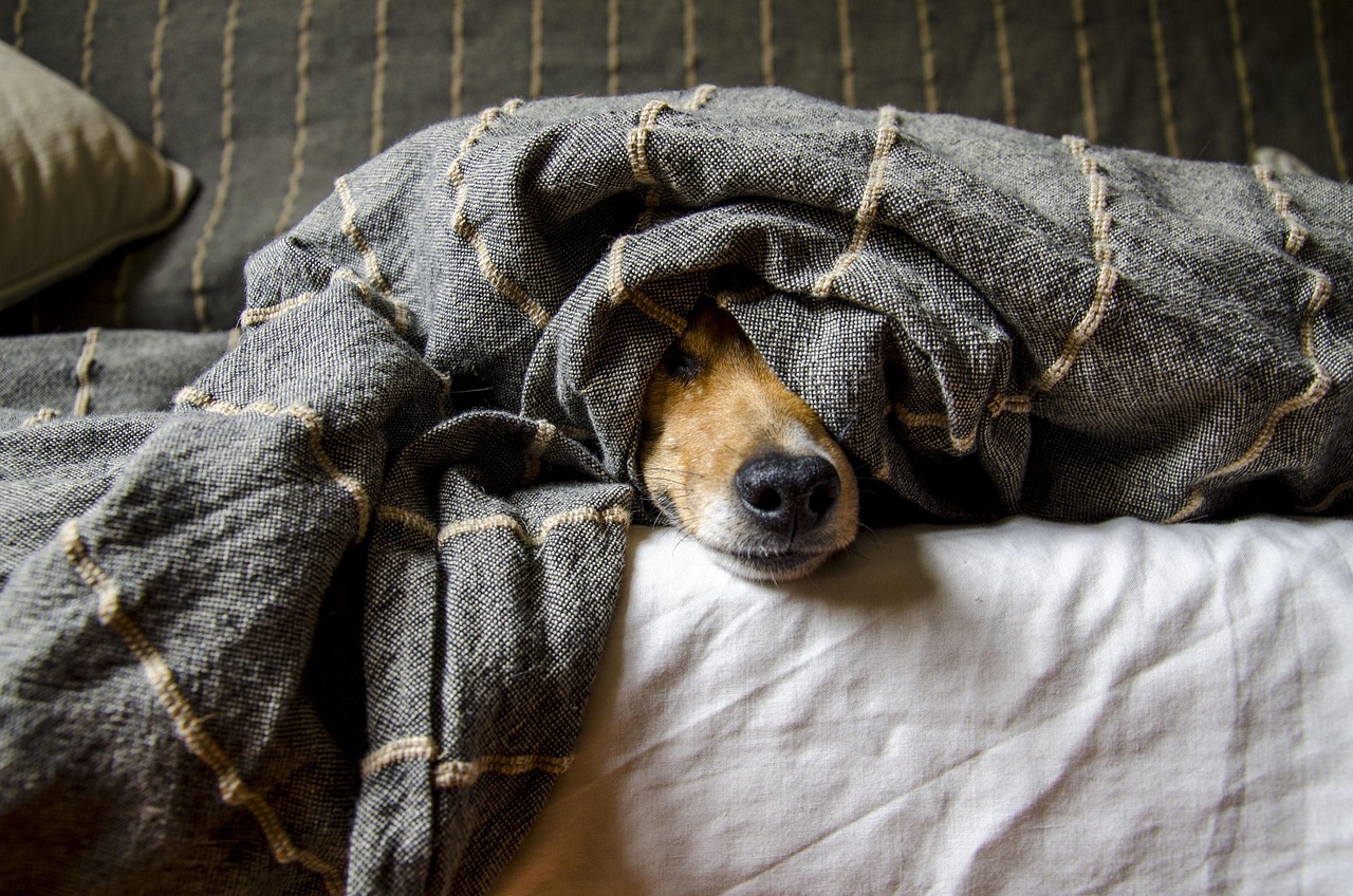 Pet Health