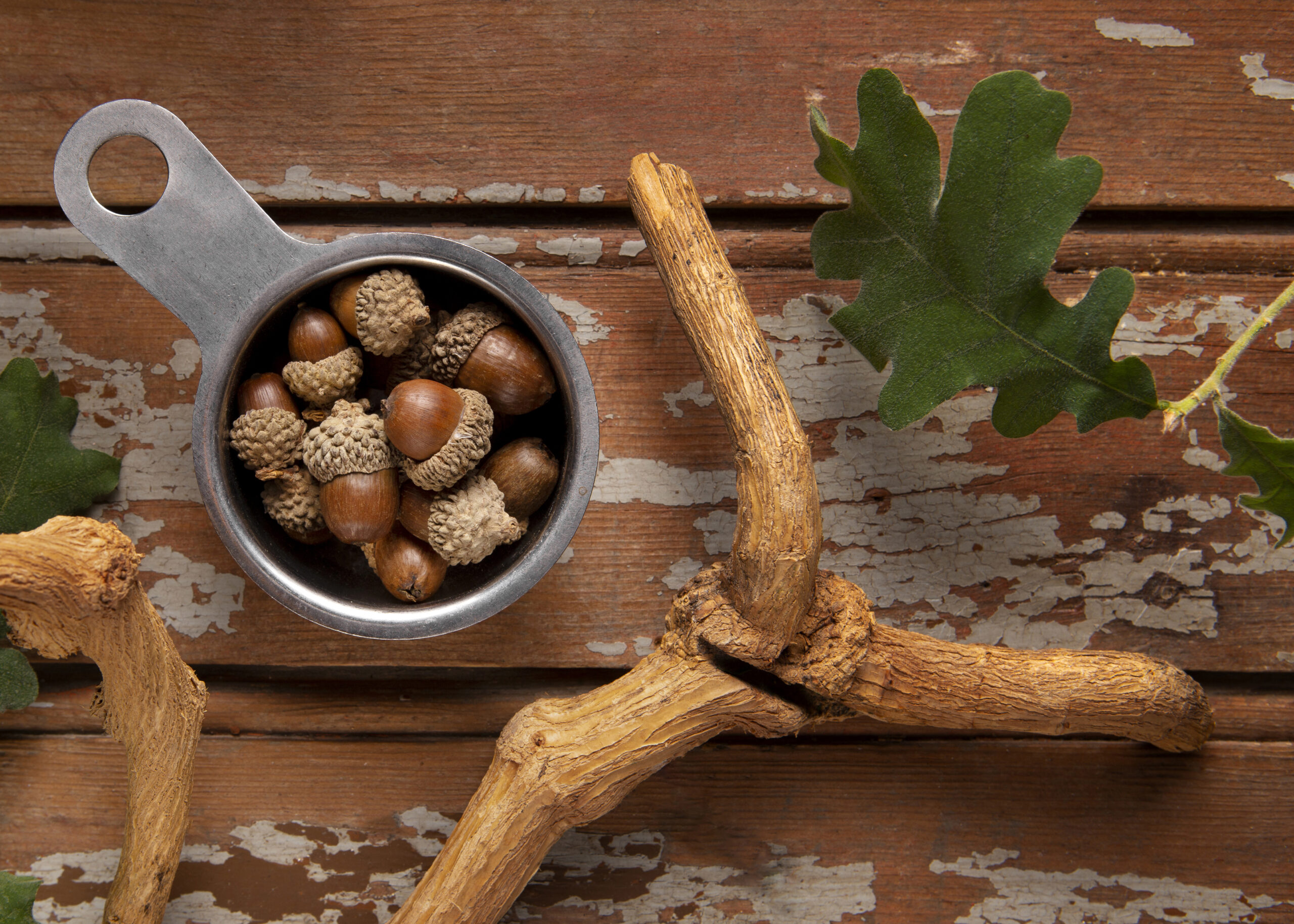 Ancient adaptogens